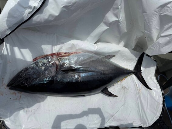 ソフトな素材で魚体に傷のつかない大型魚用保冷バッグ